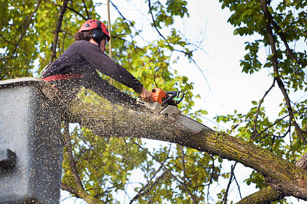 Best Emergency Tree Service  in USA